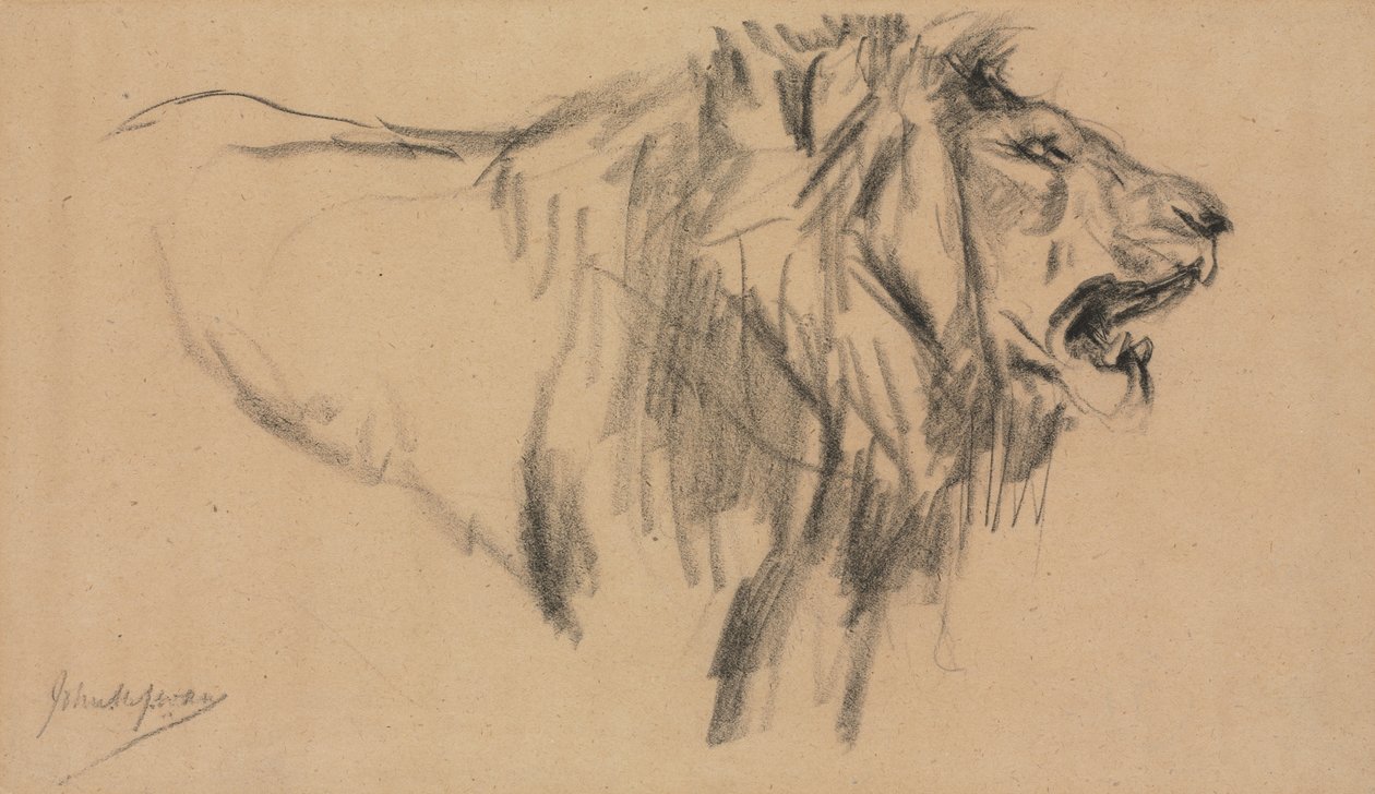 Lew. autorstwa John Macallan Swan