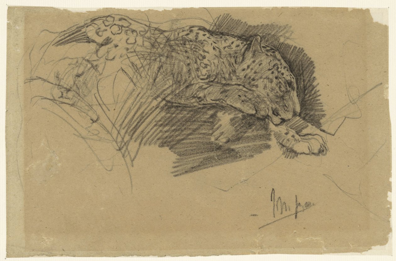 Studia lamparta autorstwa John Macallan Swan