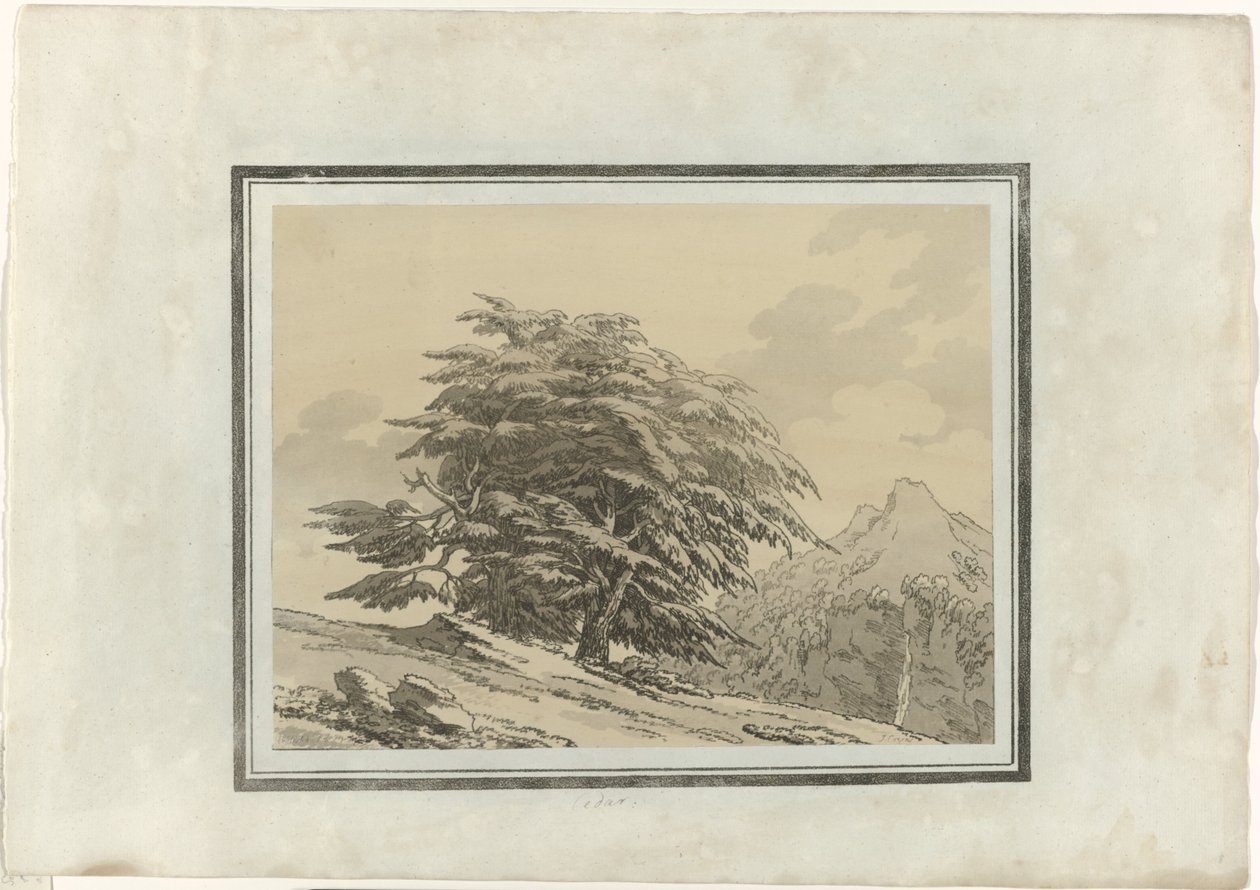 Cedr autorstwa John Robert Cozens