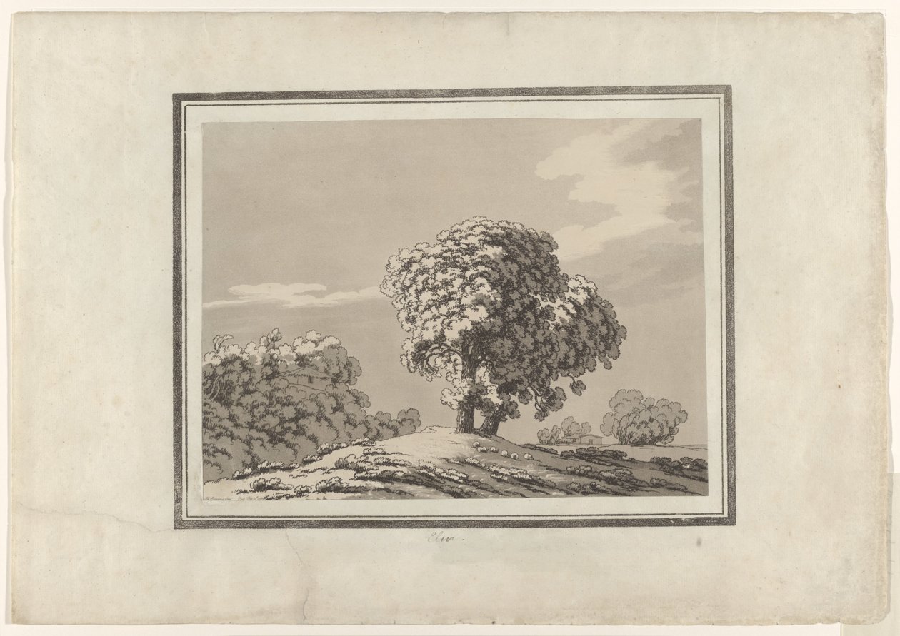 Wiąz autorstwa John Robert Cozens