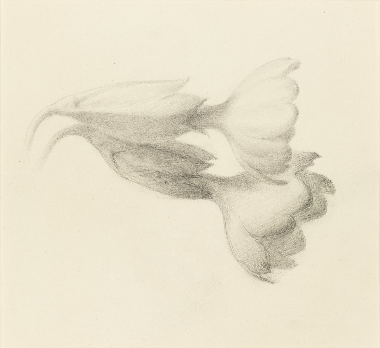 Dzwonki Cowslip, prawdopodobnie 1871. autorstwa John Ruskin