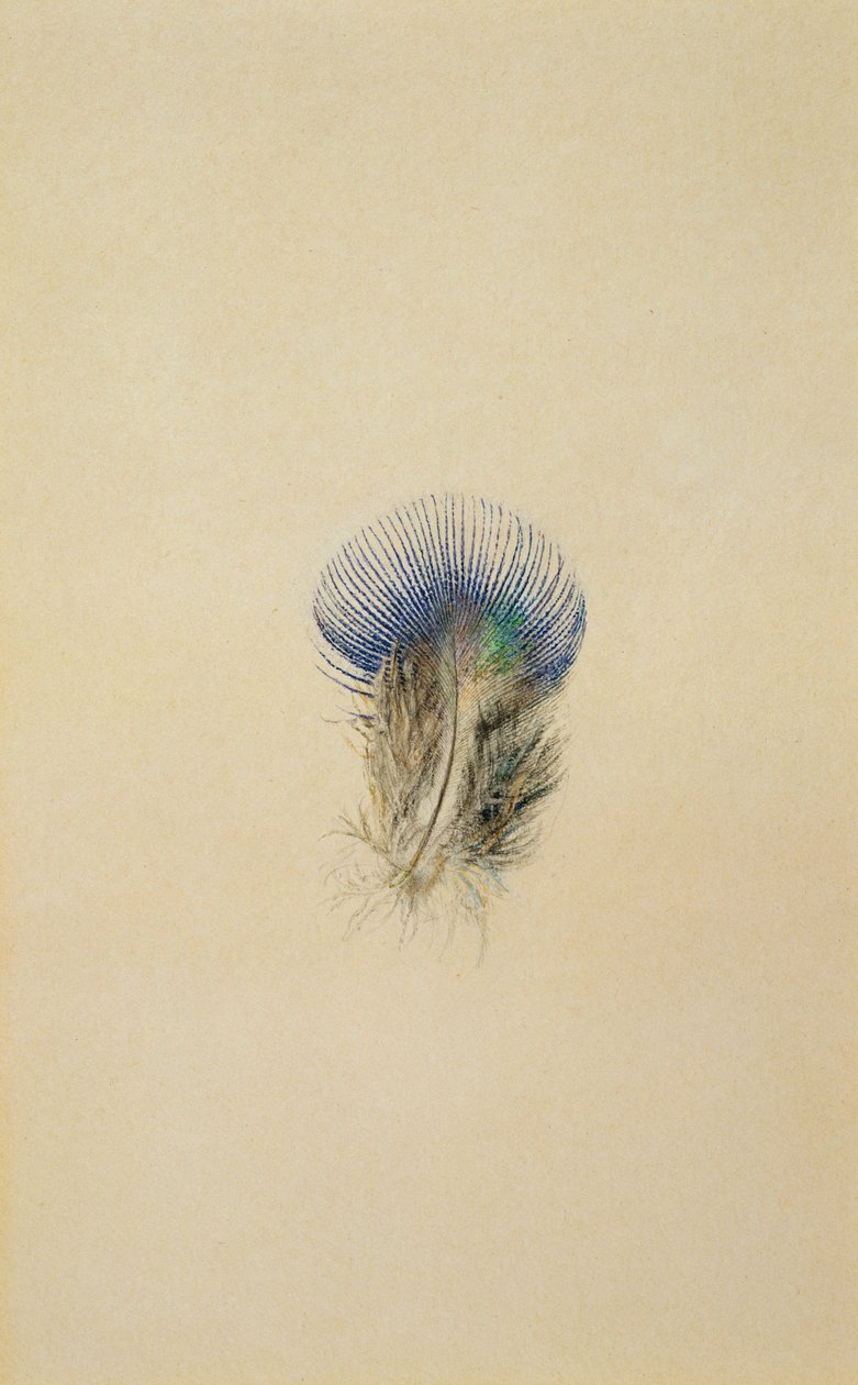 Studium pawich piór, 1873 autorstwa John Ruskin