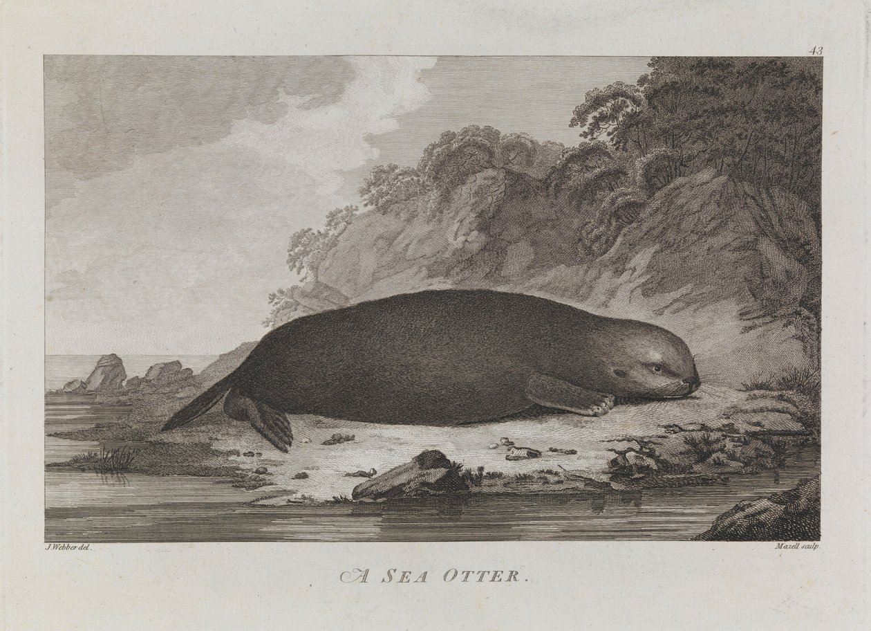 Wydra morska autorstwa John Webber