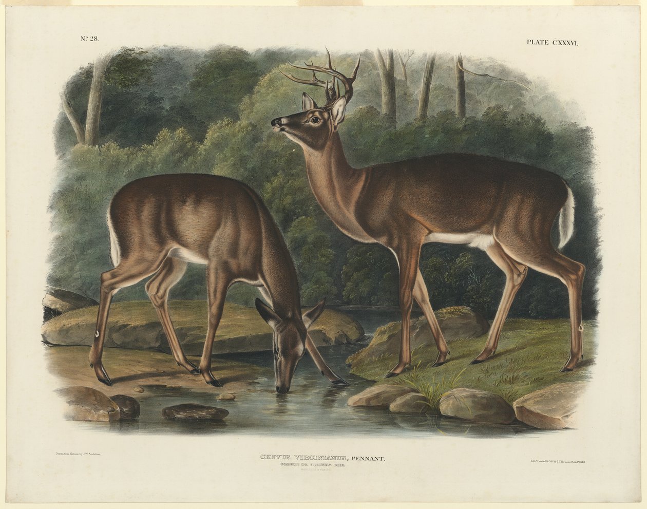 Jeleń Wirginia autorstwa John Woodhouse Audubon