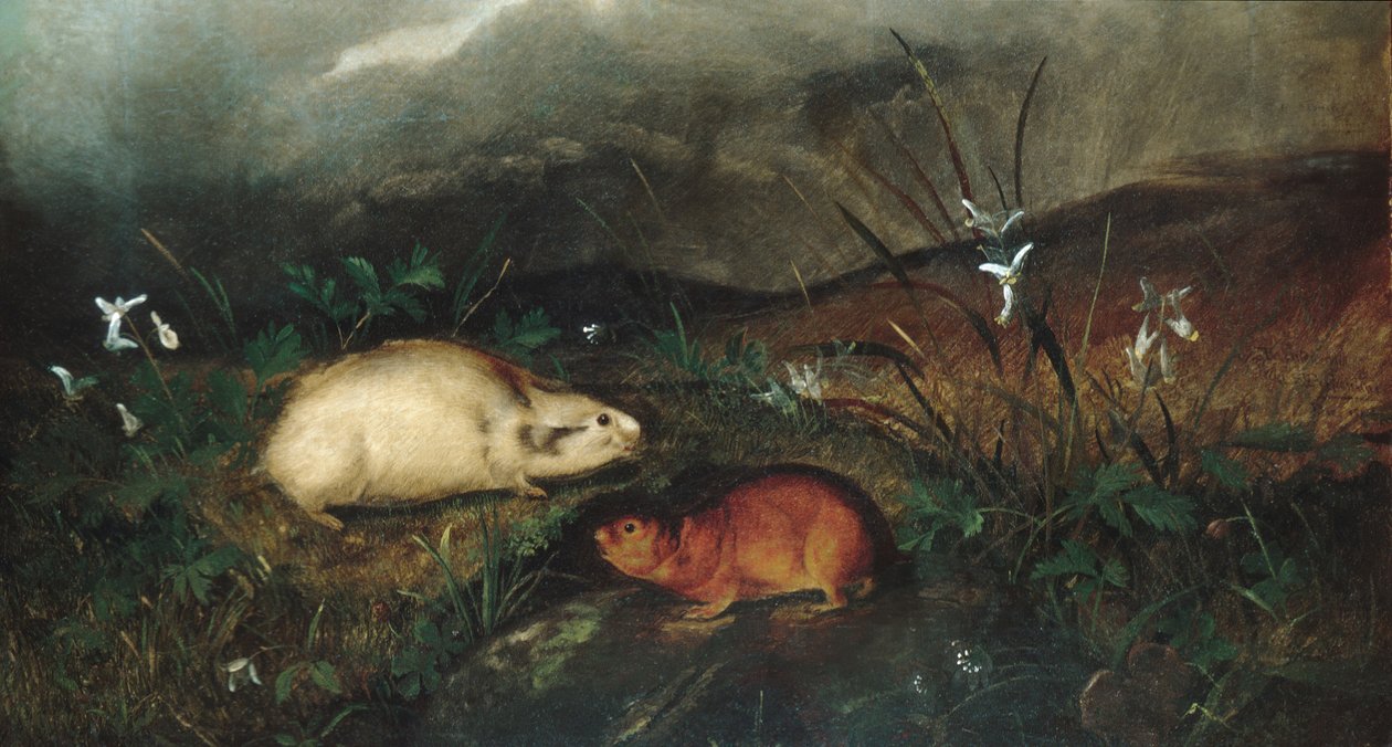 Lemming z Zatoki Hudsona, 1846. autorstwa John Woodhouse Audubon