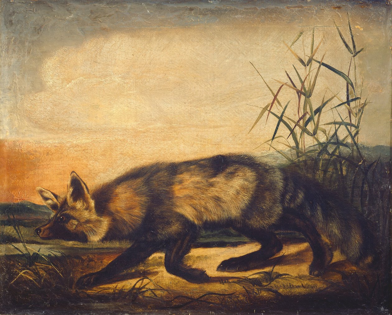 Lis rudy długoogoniasty autorstwa John Woodhouse Audubon
