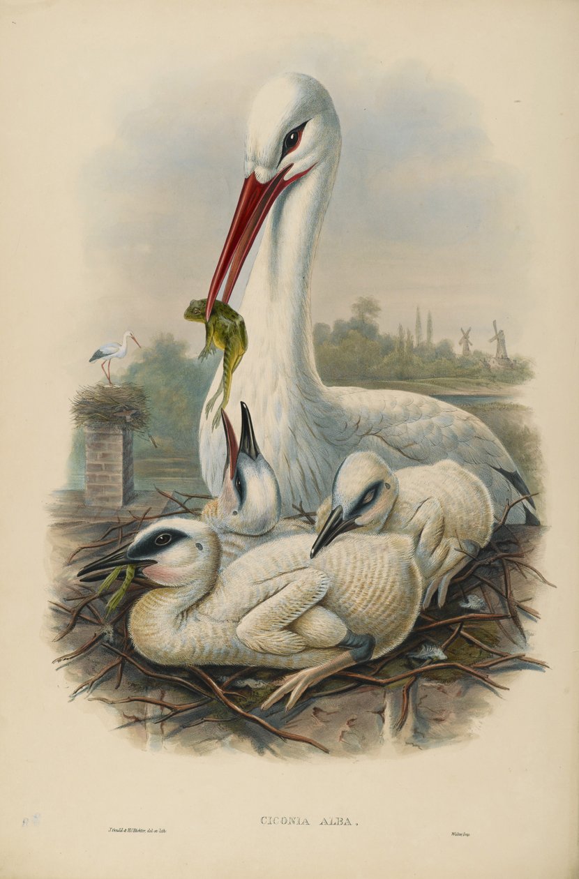 Nieznany obraz autorstwa John after Gould