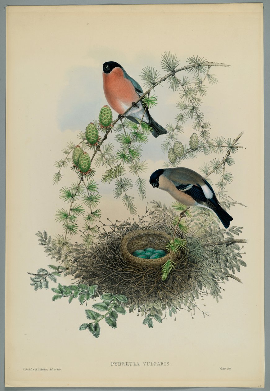 Nieznany obraz autorstwa John after Gould