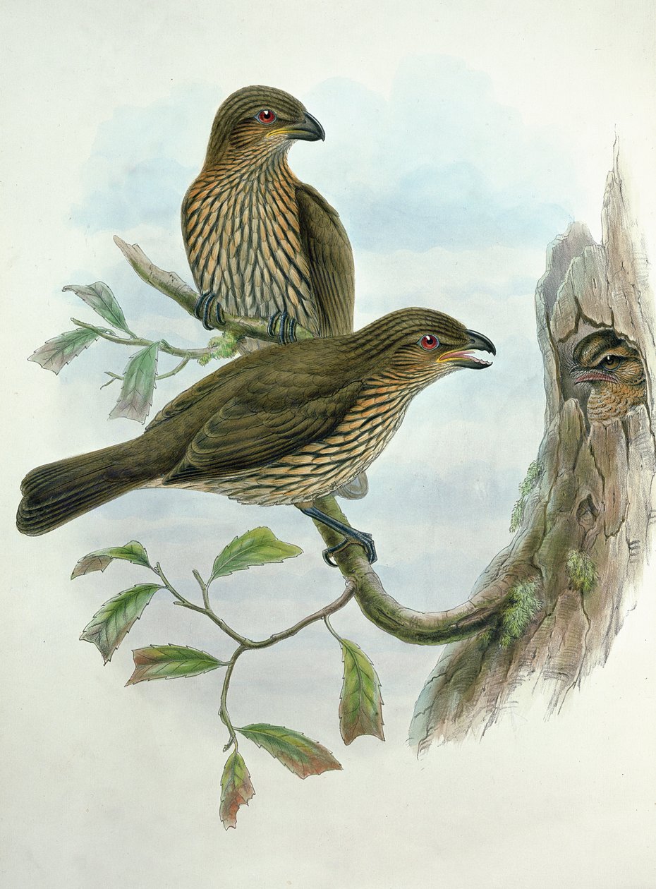 Ailuroedus Dentirostris, Catbird zębodzioby autorstwa John and Hart, William Gould