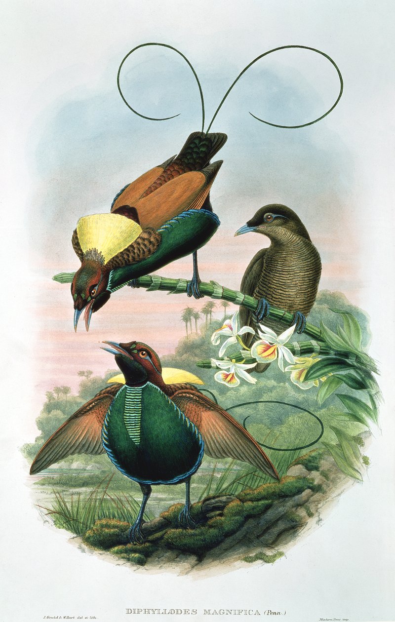 Diphyllodes Magnificus autorstwa John and Hart, William Gould