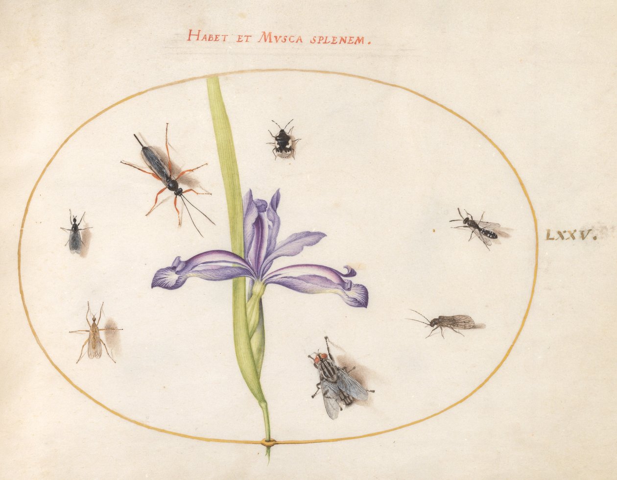 Owady, ok. 1575-80 autorstwa Joris Hoefnagel