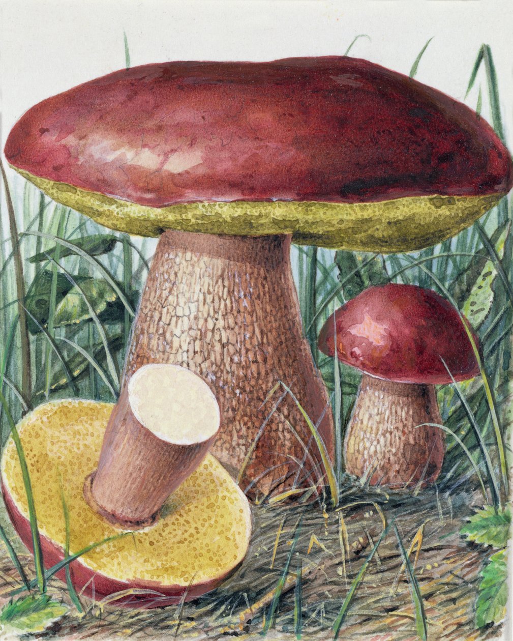 Badanie grzybów autorstwa Josef Fleischmann
