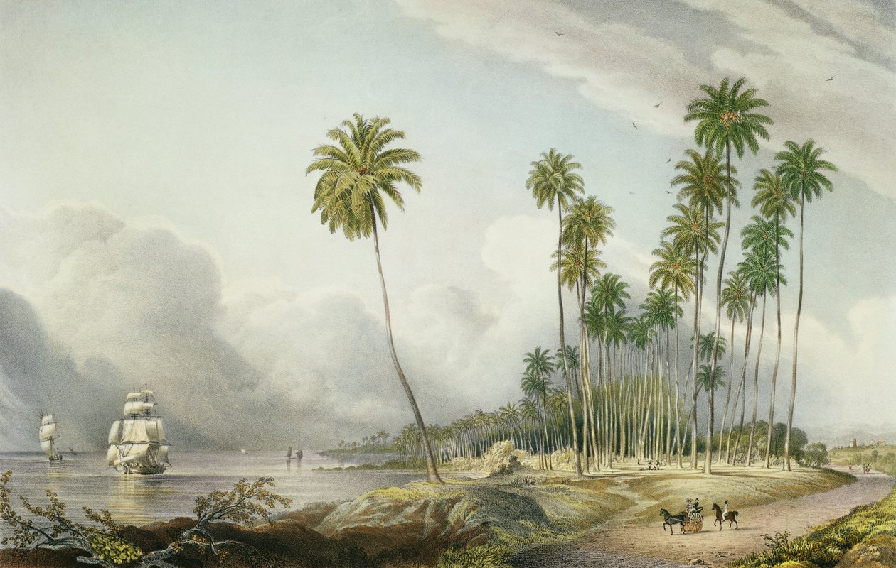 Cocoa Nut Walk on the Coast, Near Runaway Bay, płyta 15 z „West Indian Scenery: Illustrations of Jamaica”, grawerowana przez artystę, wyd. 1838-40 autorstwa Joseph Bartholomew Kidd