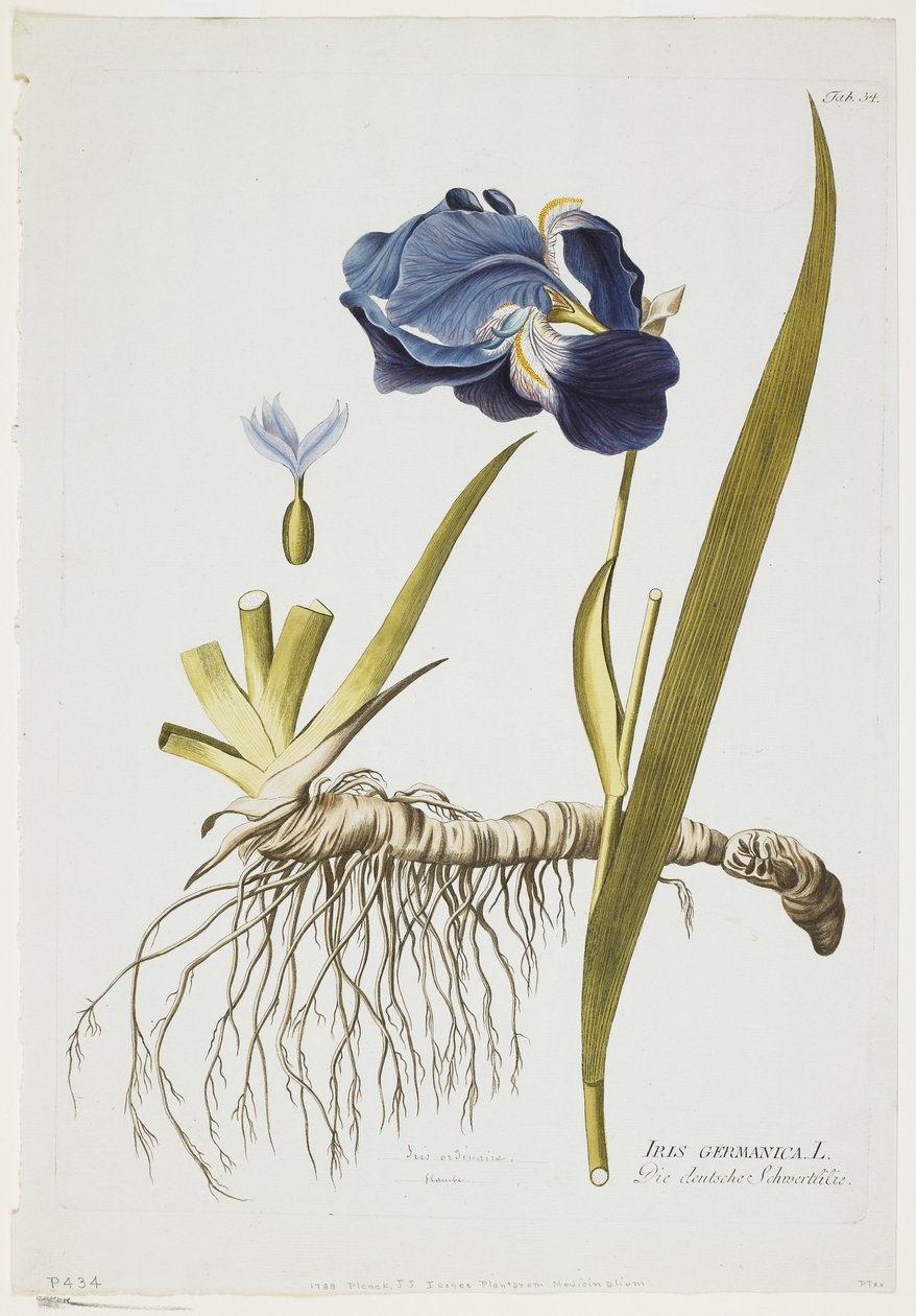 Iris Germanica, z Icones Plantarum Medicinalium, 1788-1812 (rycina ręcznie kolorowana) autorstwa Joseph Jacob Plenck