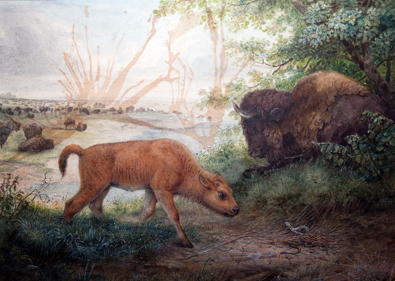 Bizon, 1850 autorstwa Joseph Wolf