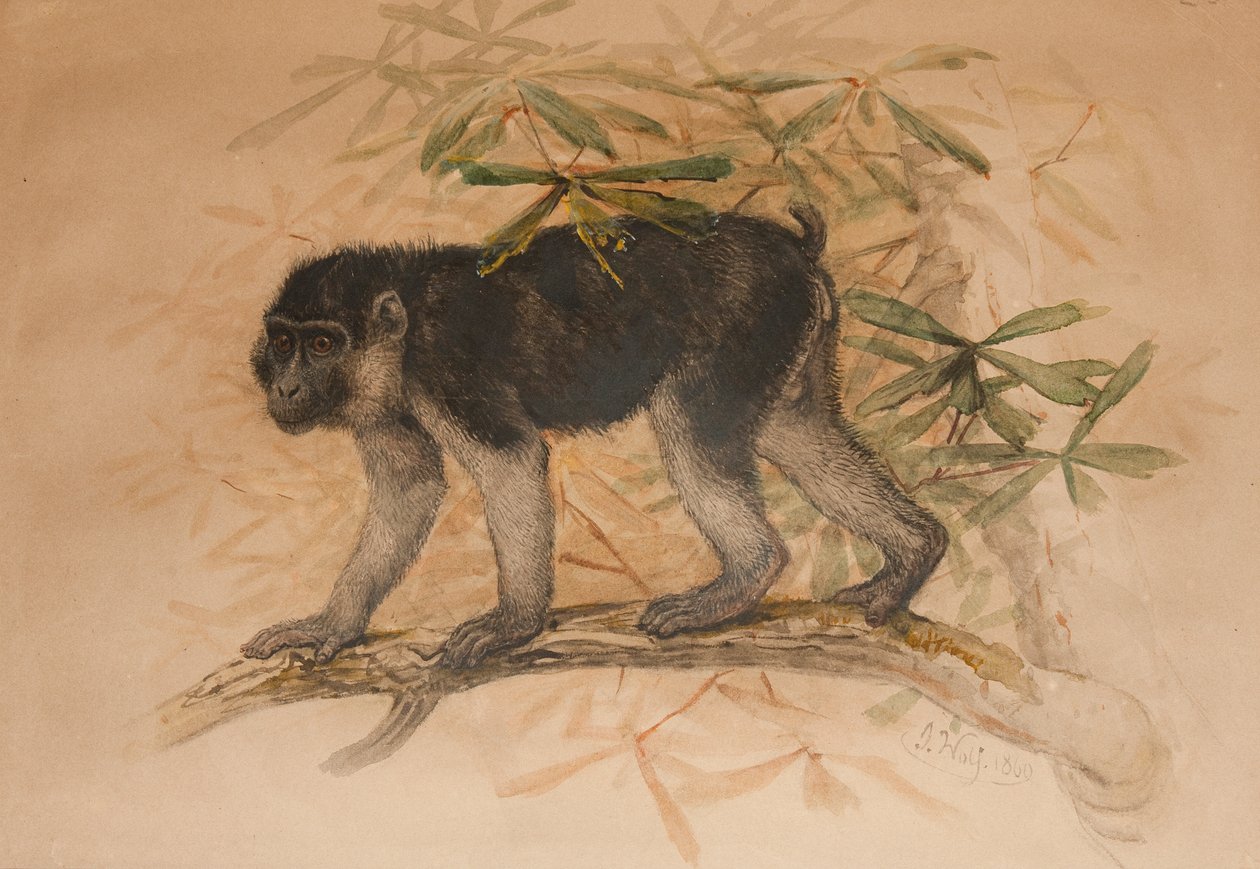 Makak popielaty (Macacus ocreatus), 1869 autorstwa Joseph Wolf
