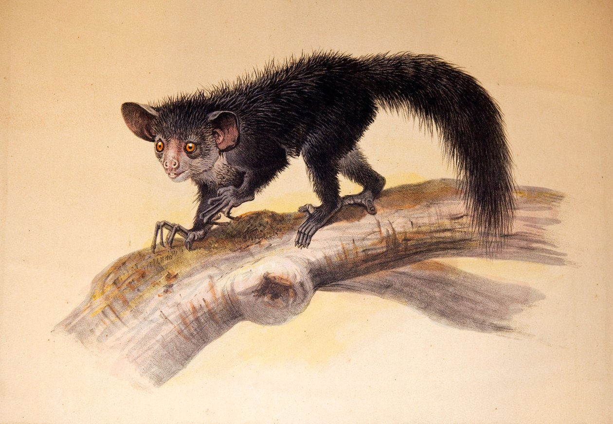 Aye-aye, 1861 autorstwa Joseph Wolf