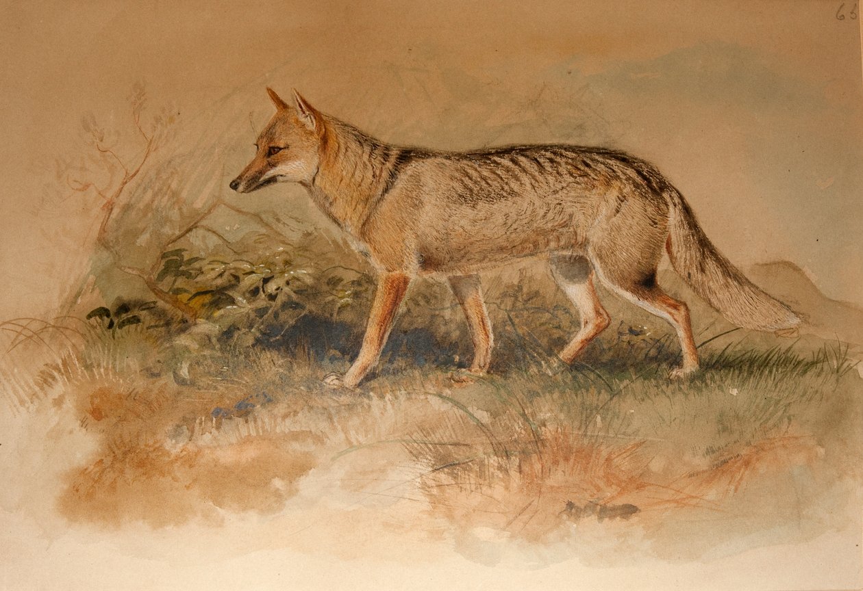 Lis azarski - Canis azarae autorstwa Joseph Wolf