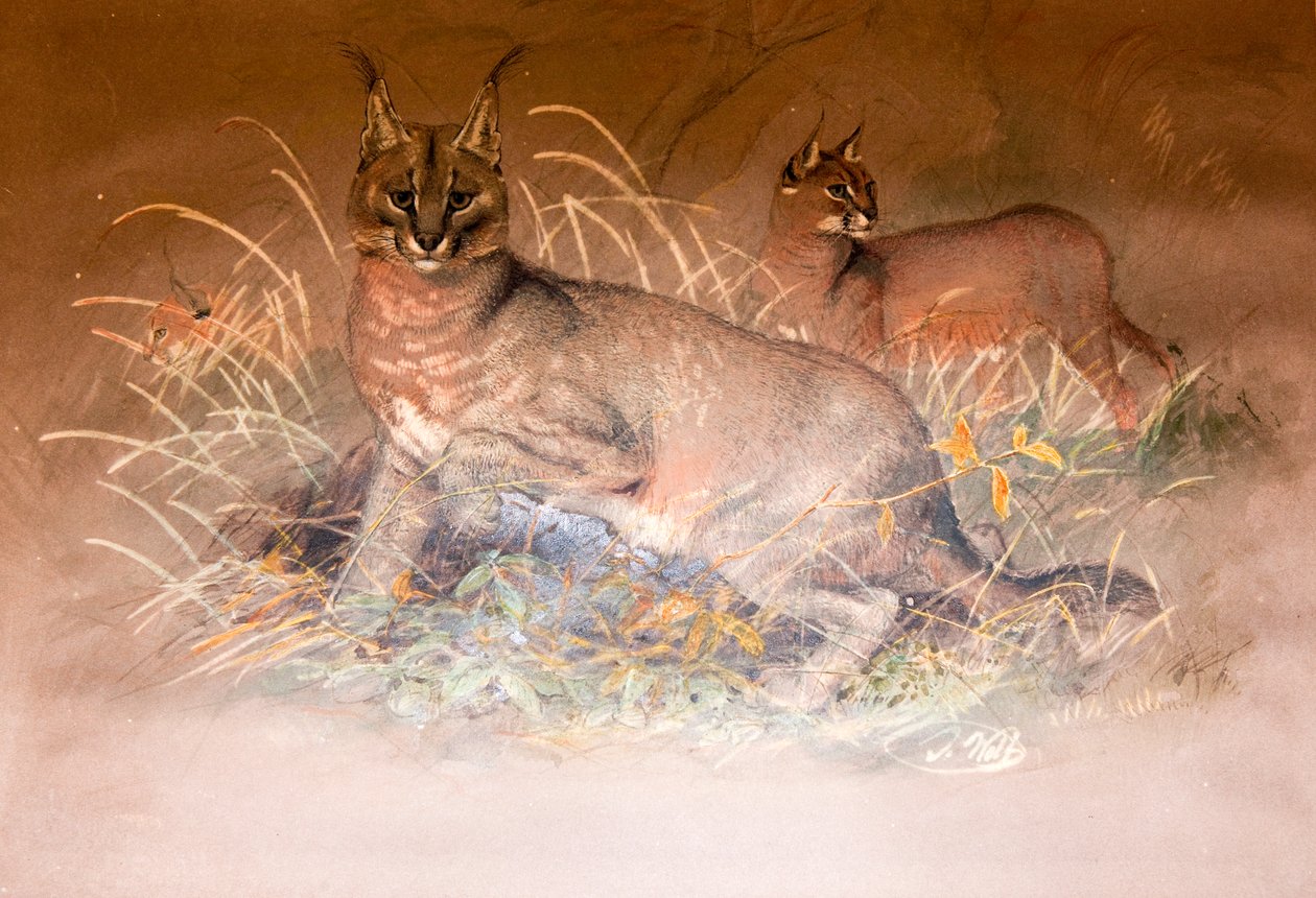 Karakal, 1851-69 autorstwa Joseph Wolf