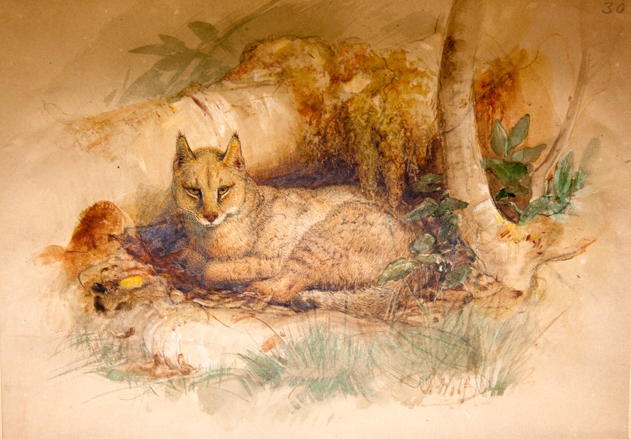 Kot egipski, 1851-69 autorstwa Joseph Wolf