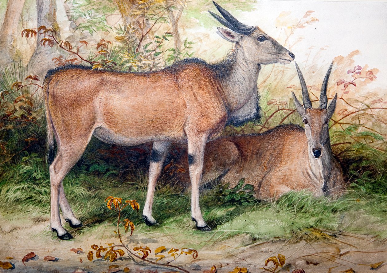Elands, ok.1850 autorstwa Joseph Wolf