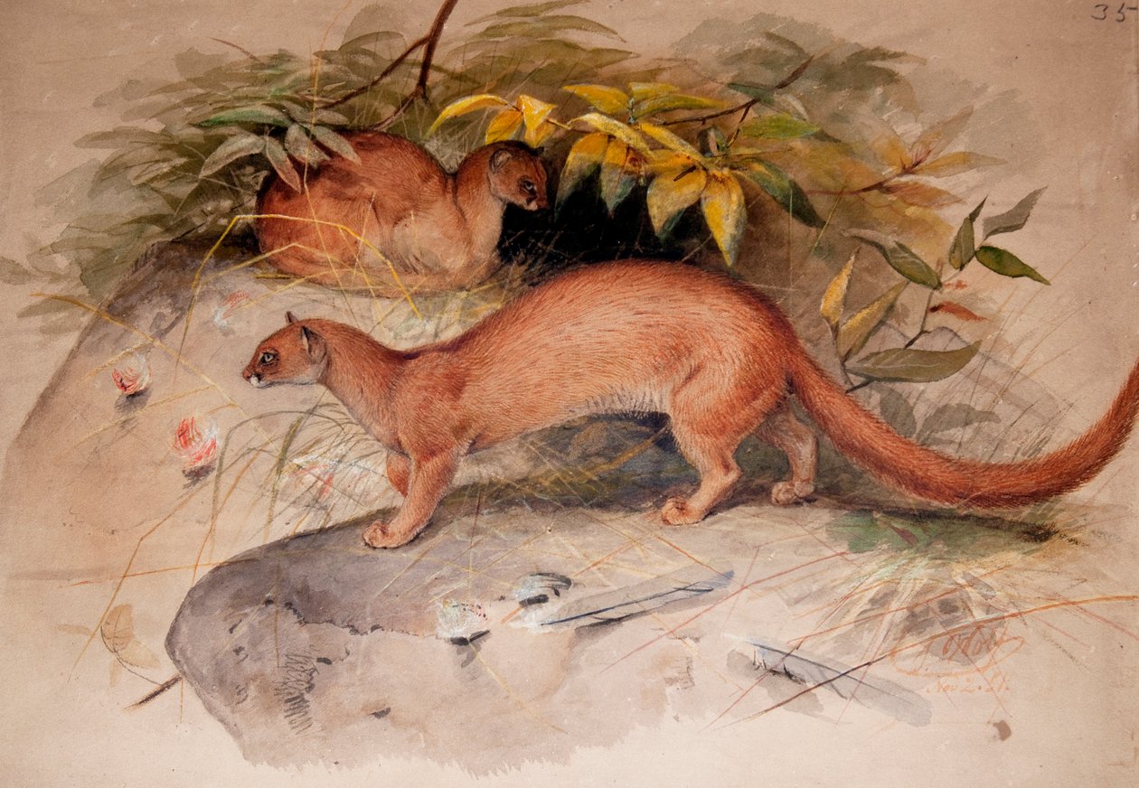 Ucho (Ucho Felisa), 1851 autorstwa Joseph Wolf