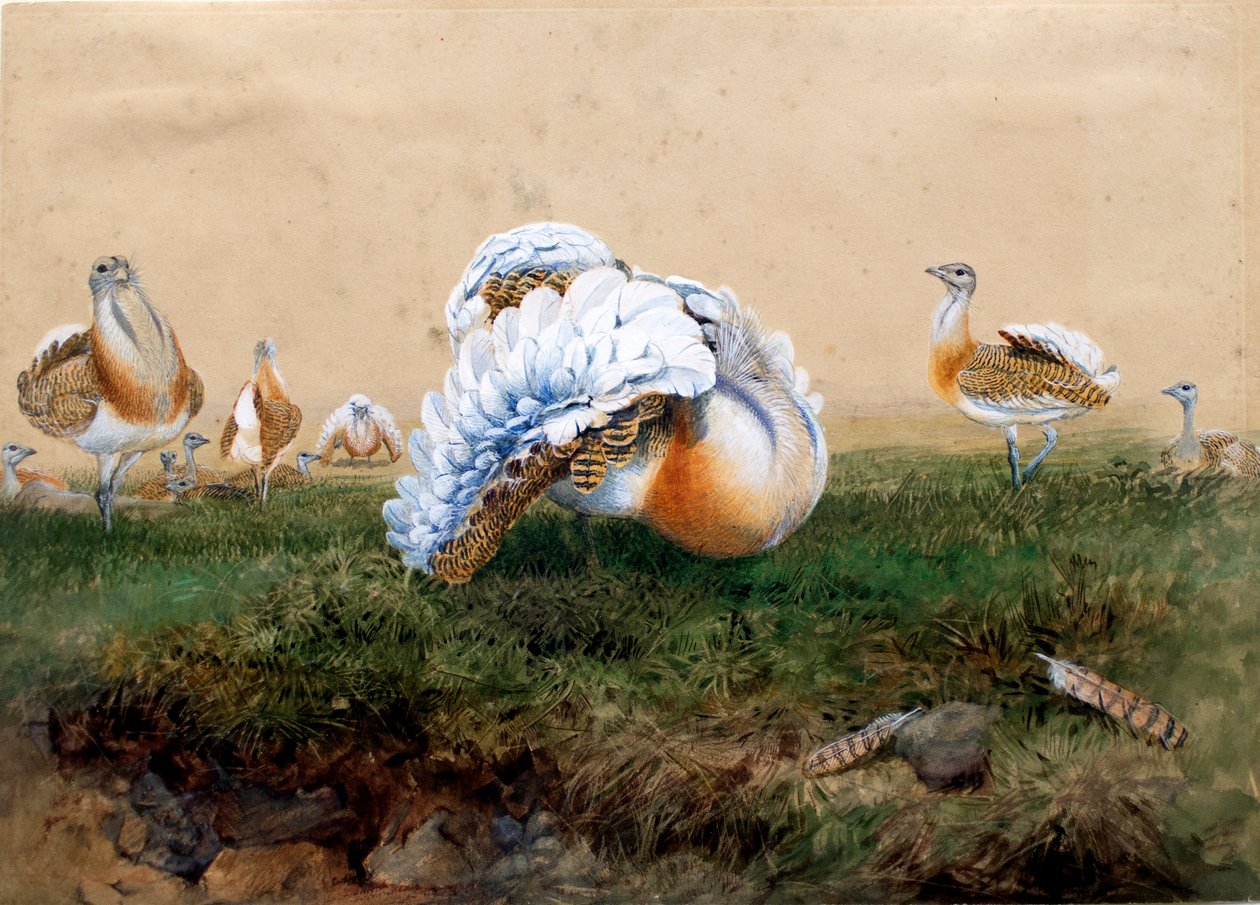 dropie autorstwa Joseph Wolf