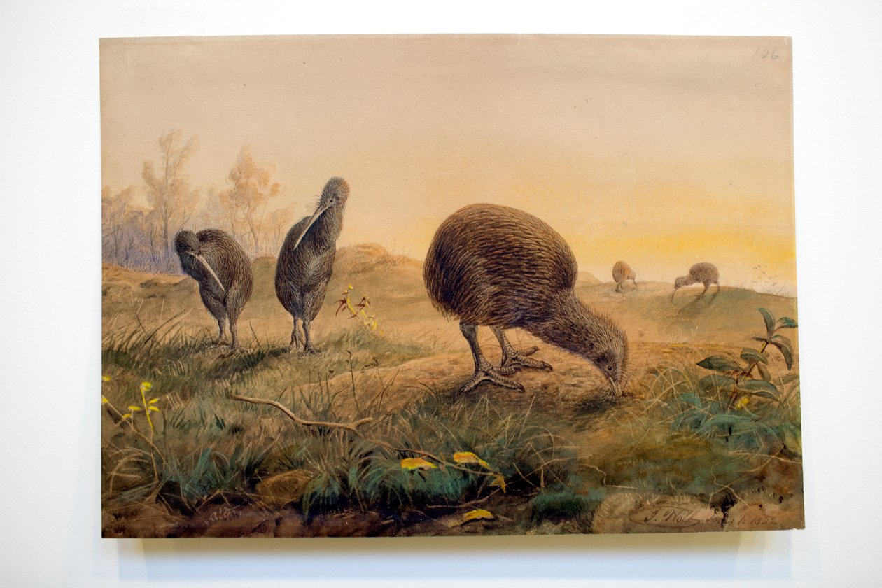 Kiwi Mantells, 1852 autorstwa Joseph Wolf