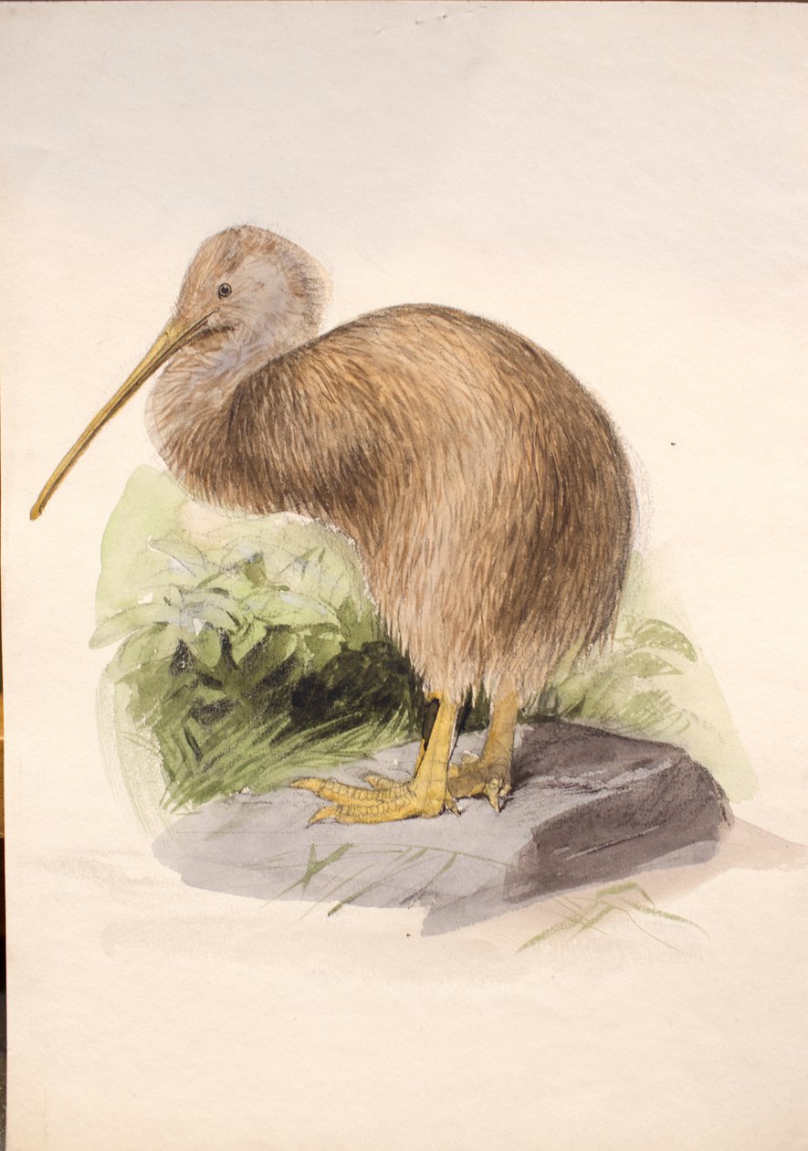 Kiwi, ok.1850 autorstwa Joseph Wolf
