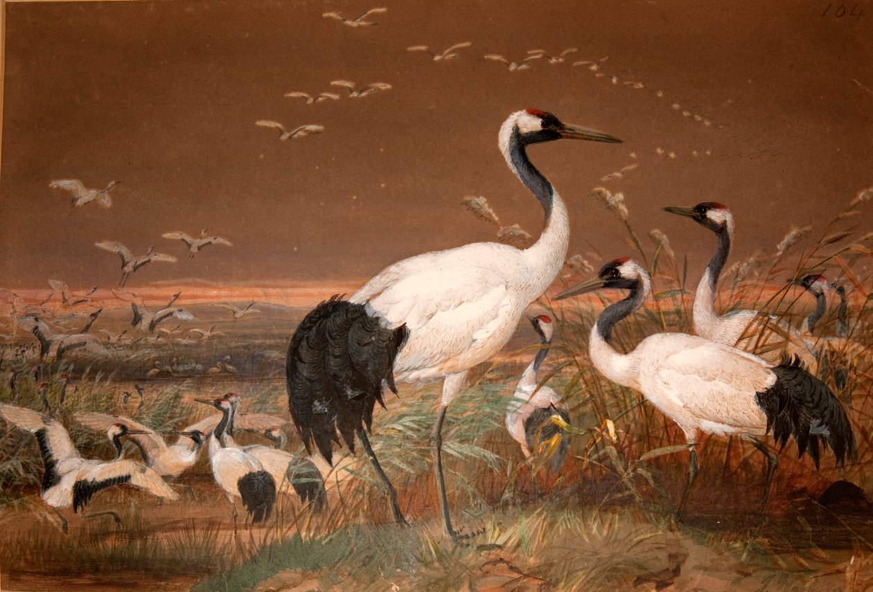 Żuraw mandżurski (Grus viridirostris), ok. 1851–76 (wc i ołówek na papierze) autorstwa Joseph Wolf