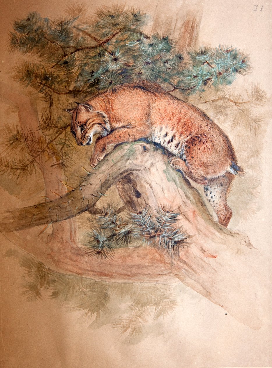 Ryś norweski, 1851-69 autorstwa Joseph Wolf