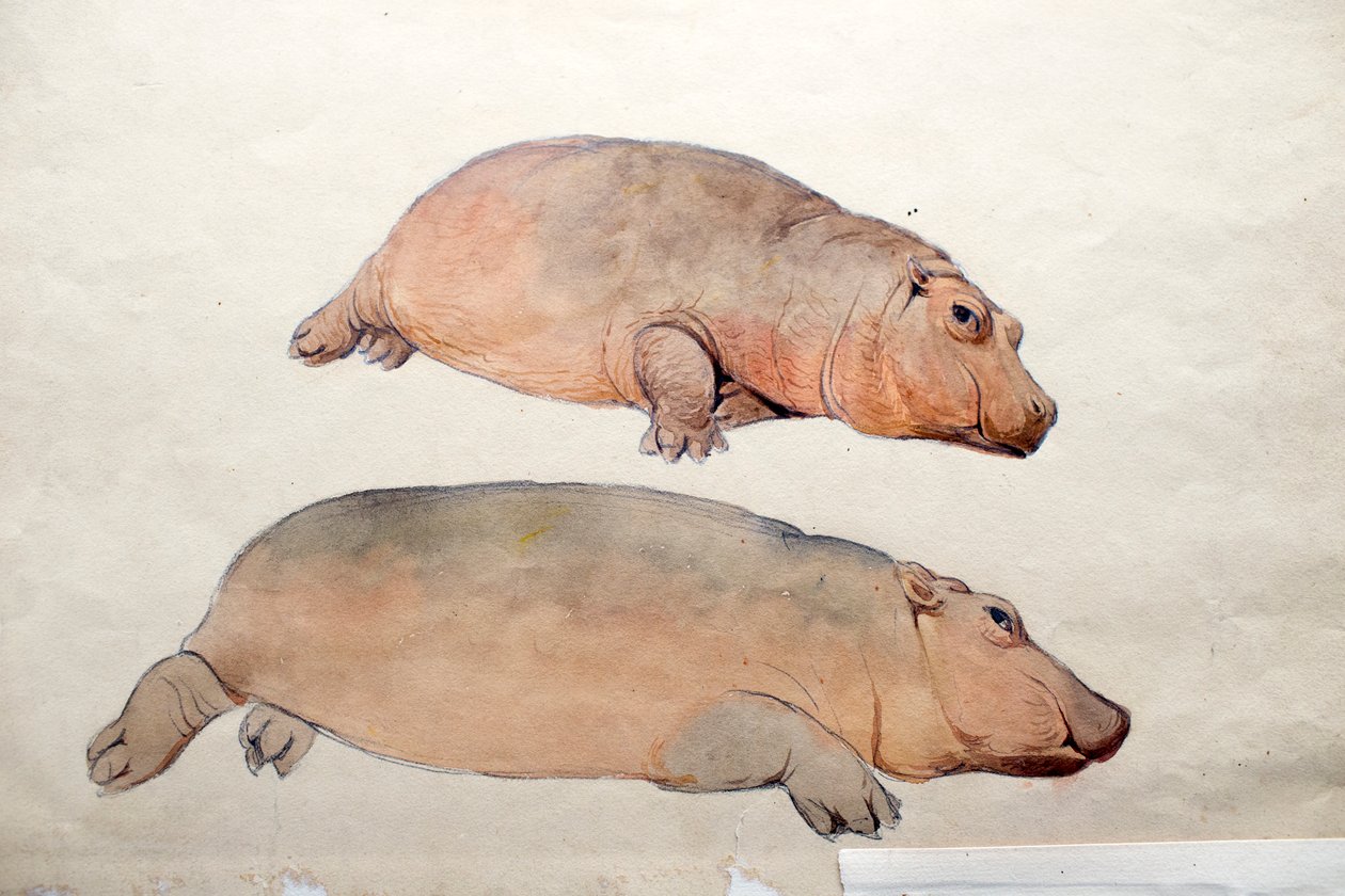 Obaysch, ok.1850 autorstwa Joseph Wolf