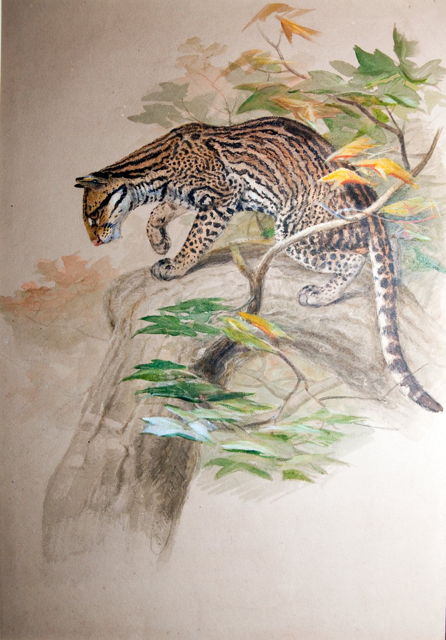 Ocelot, 1851-52 autorstwa Joseph Wolf