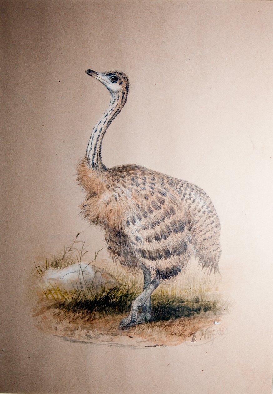 Ostrich, c.1850 autorstwa Joseph Wolf