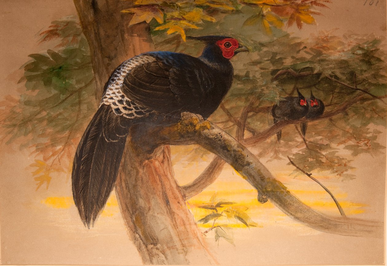 Purpurowy Kaleege (Euplocamus horsfieldi), ok.1851-76 (wc i ołówek na papierze) autorstwa Joseph Wolf