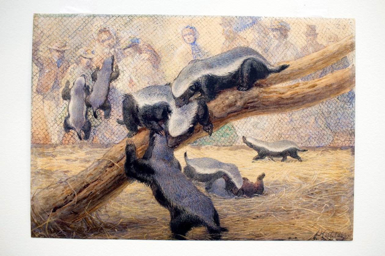 Ratels, 1864 autorstwa Joseph Wolf