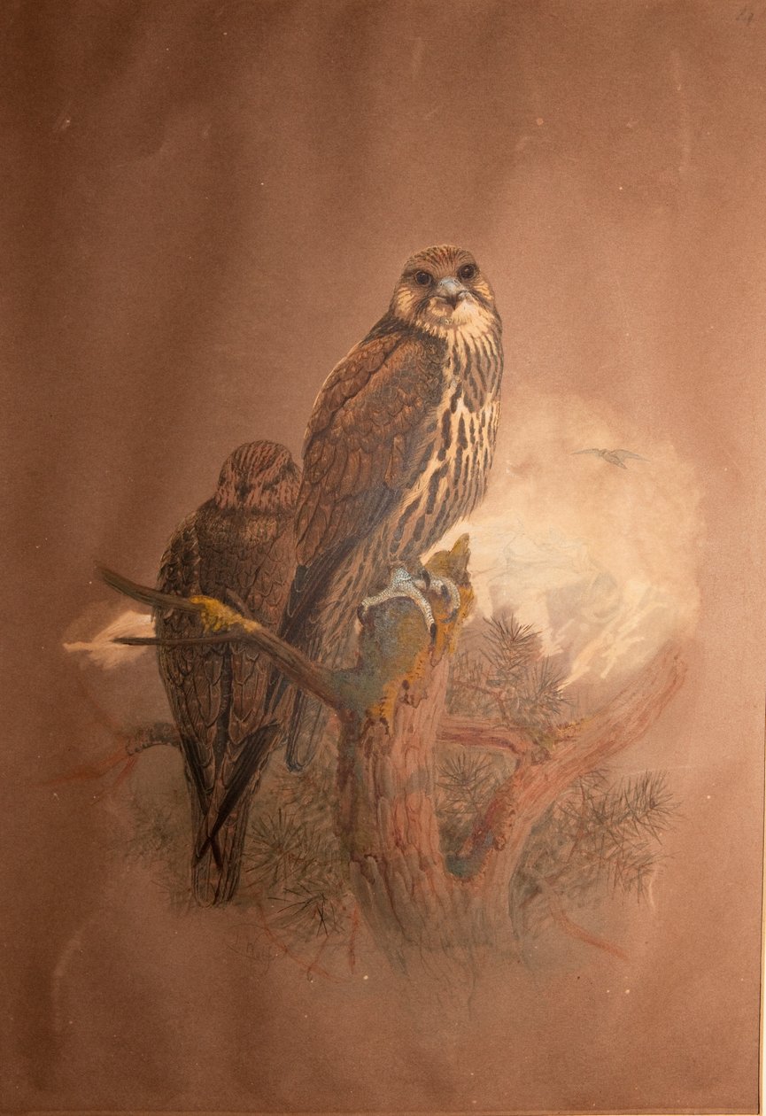 Saker Falcon (Falco sacer), 1856-67 autorstwa Joseph Wolf