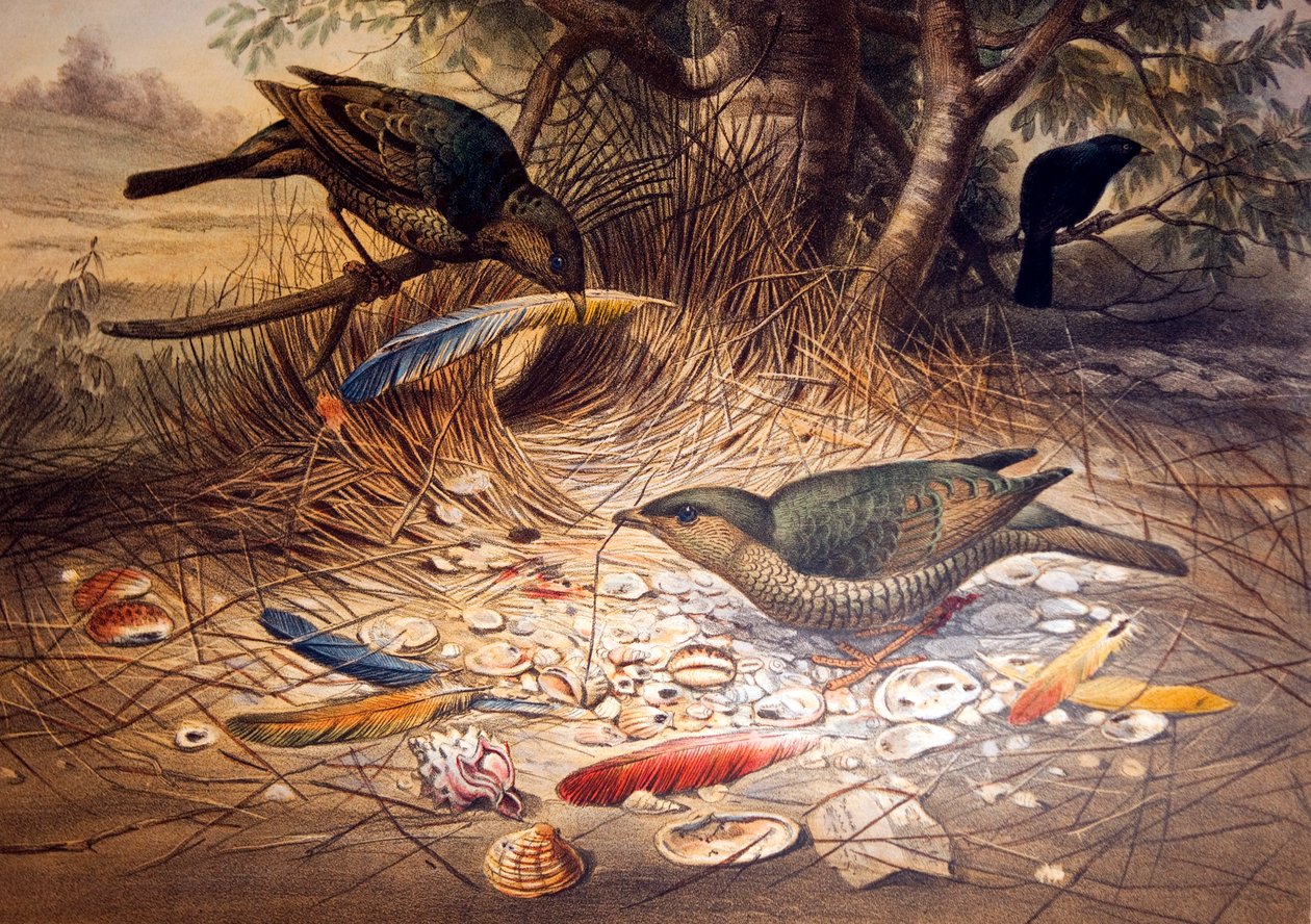 Ptak satynowaty, 1861 autorstwa Joseph Wolf