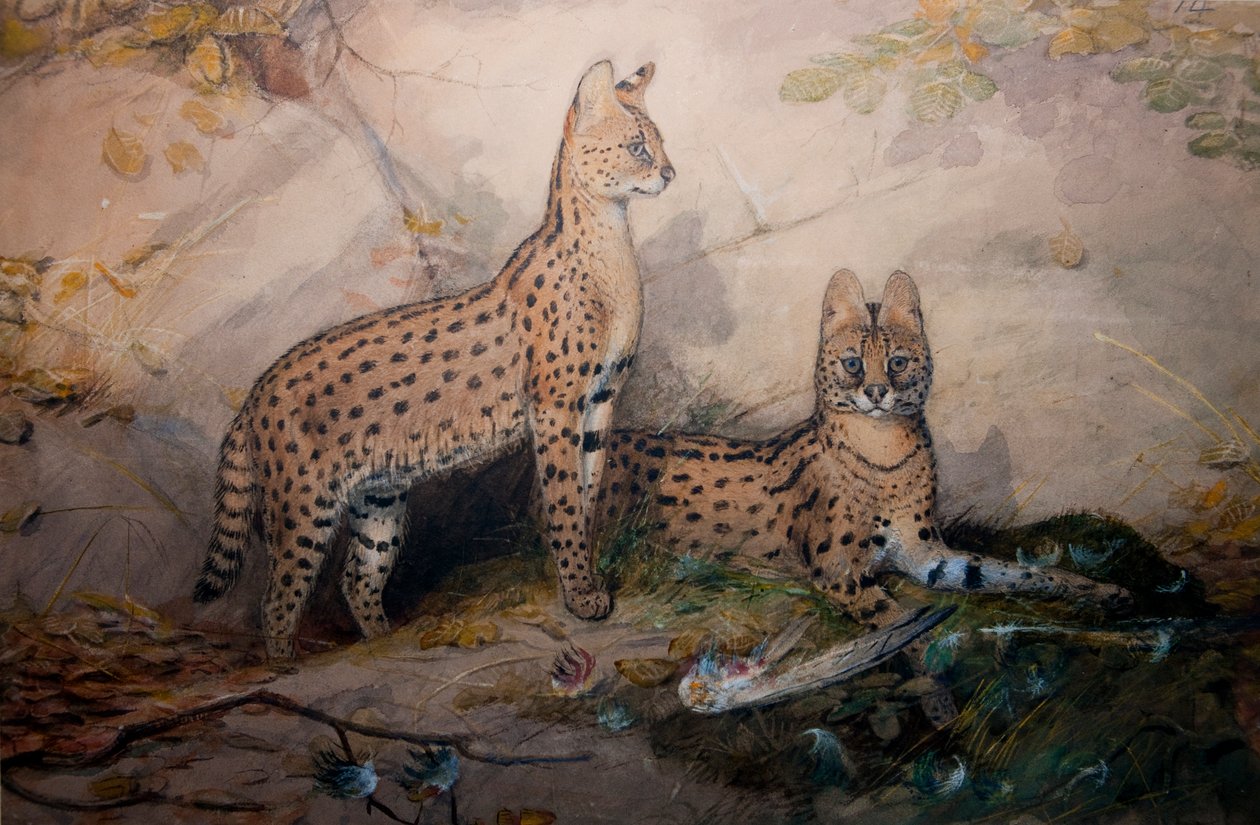 Serwal, 1851-1869 autorstwa Joseph Wolf