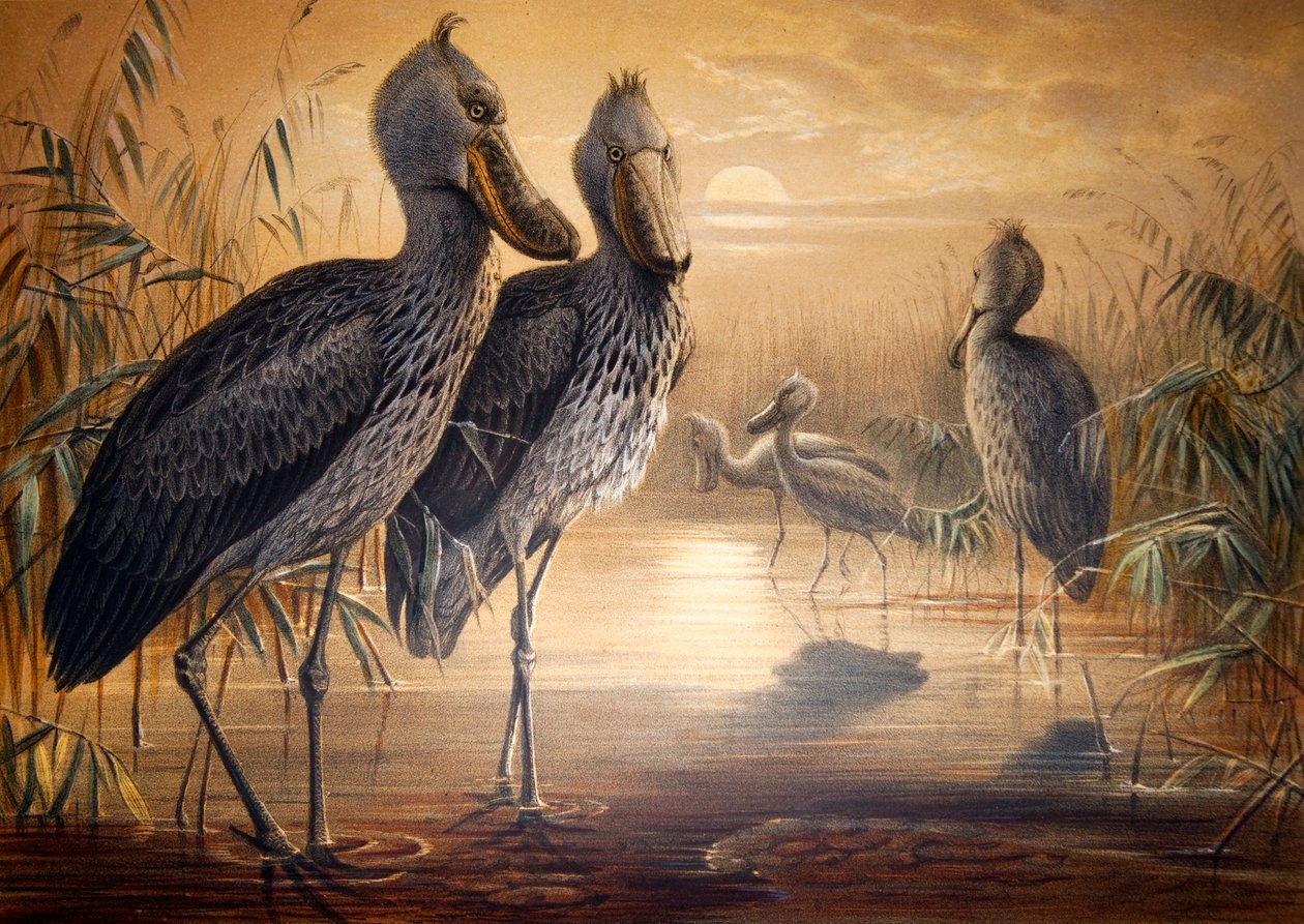 Bocian łysogłowy, 1861 autorstwa Joseph Wolf