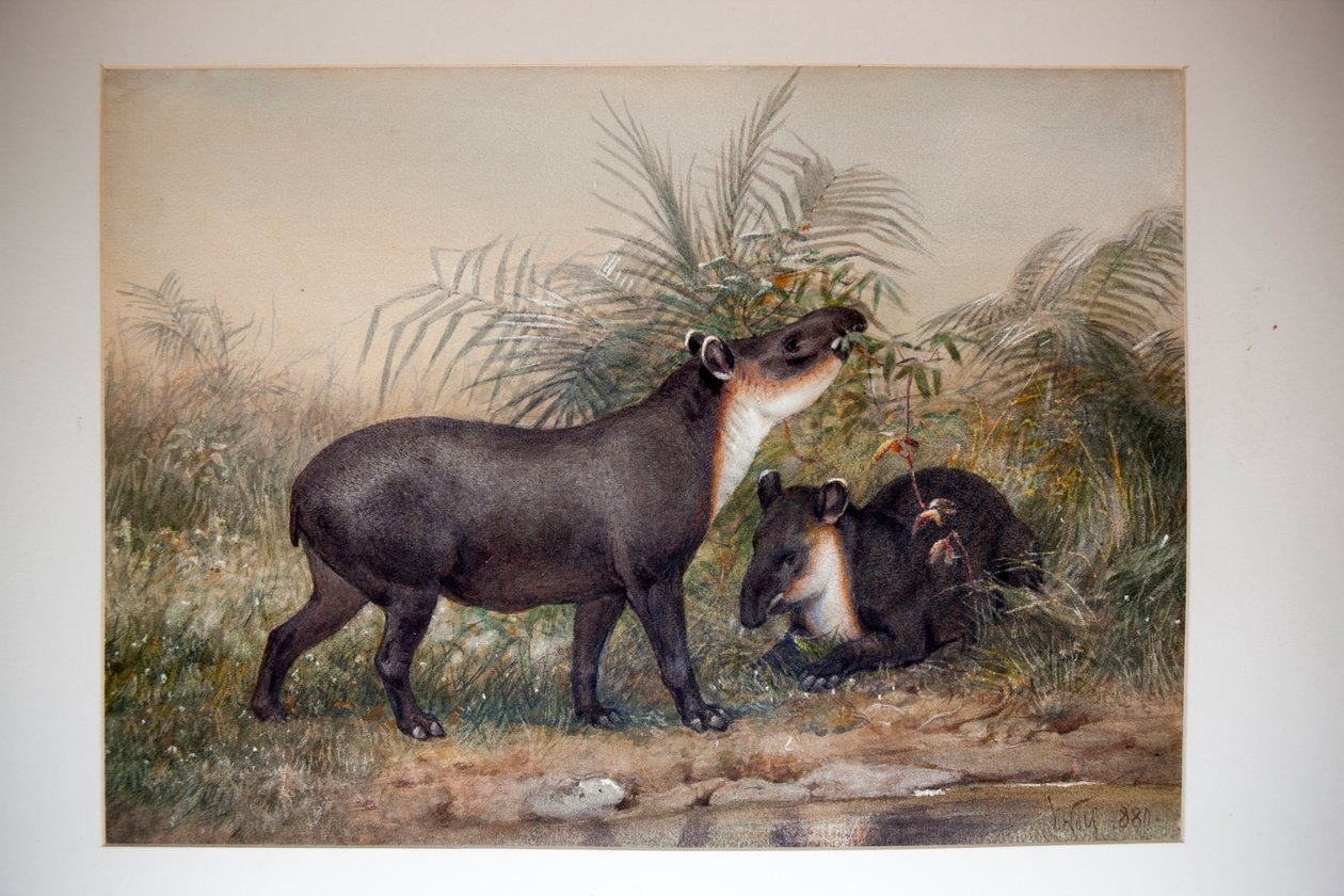 Tapir, 1880 autorstwa Joseph Wolf