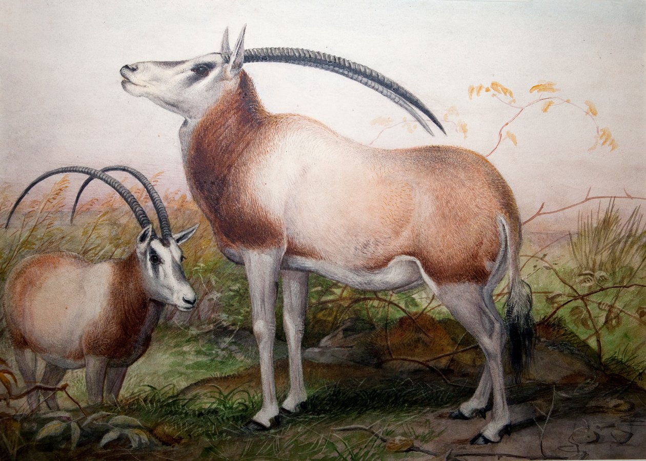 Antylopa Leucoryx, Oryx Leucoryx, ok. 1850 r. autorstwa Joseph Wolf