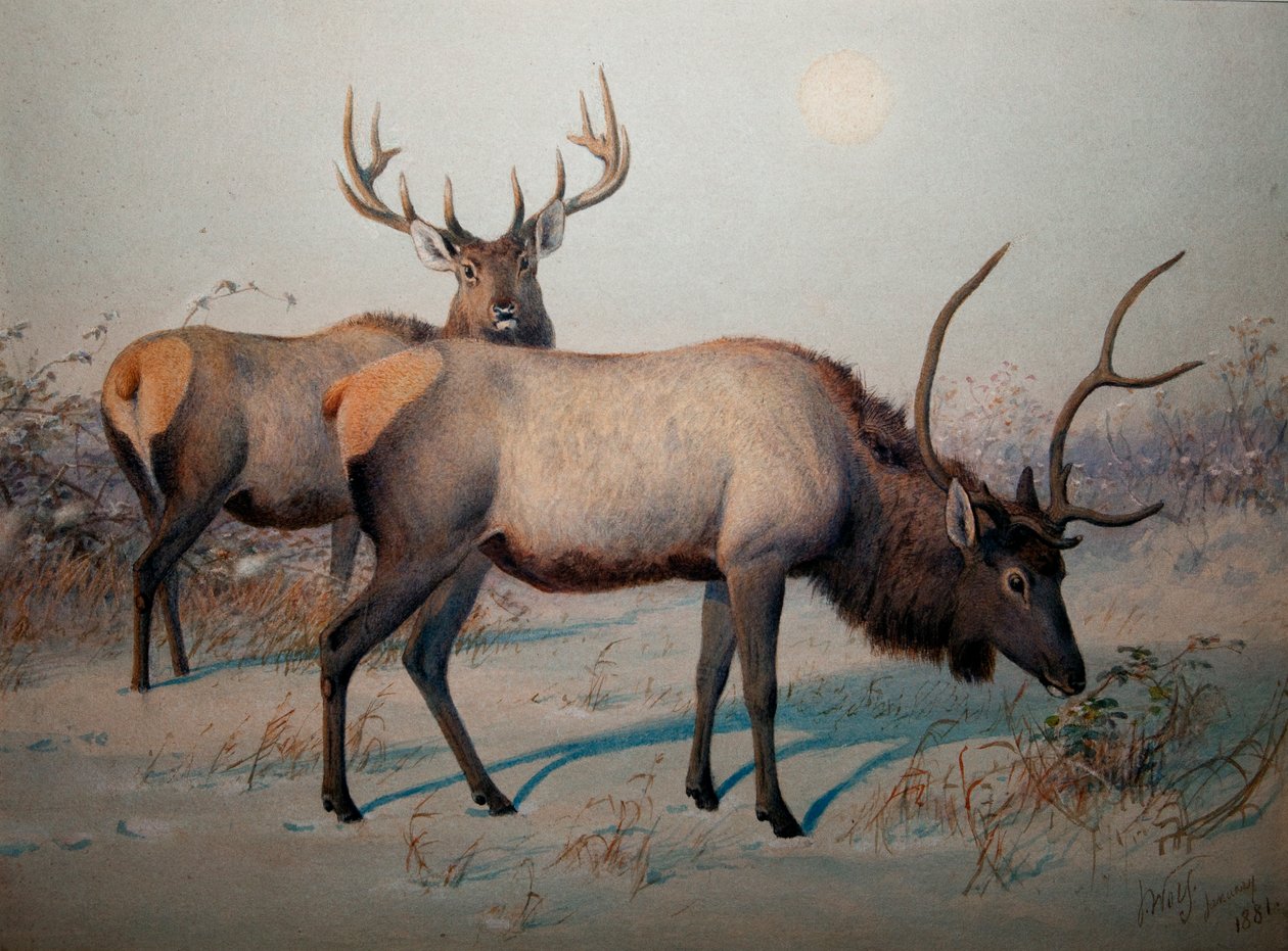 Wapiti, ok.1850 autorstwa Joseph Wolf