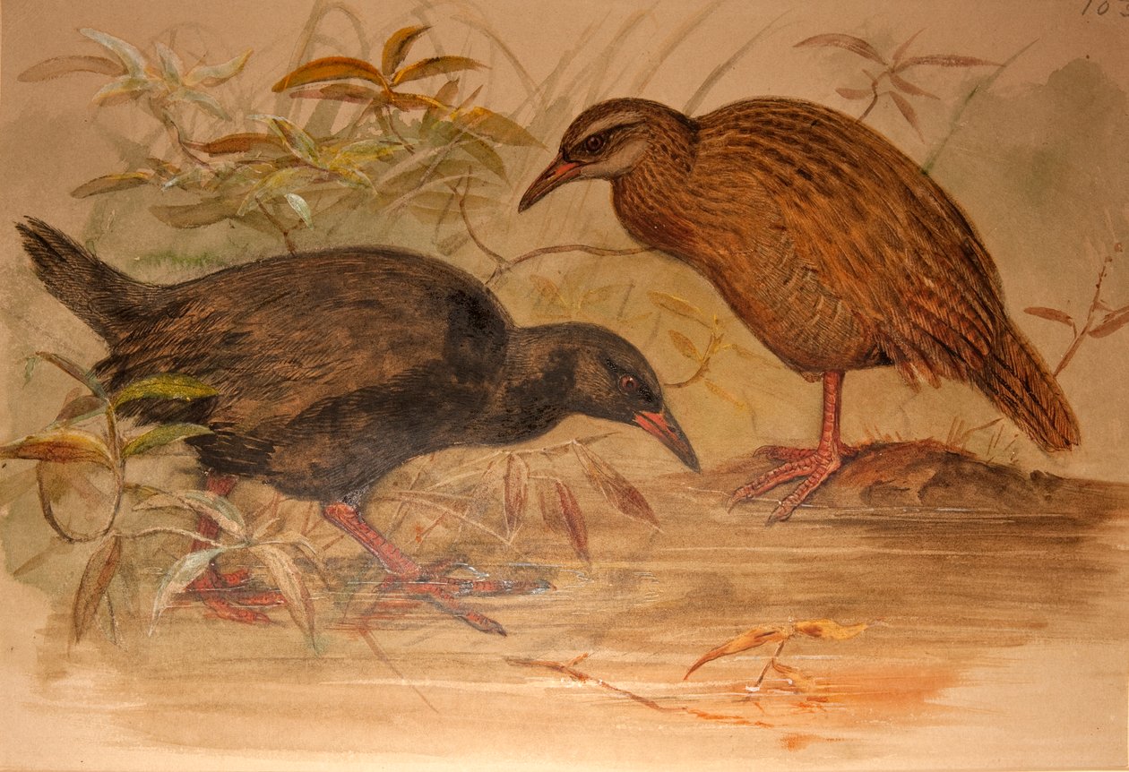 Weka Rail (Ocydromus australis), ok.1851-76 (wc i ołówek na papierze) autorstwa Joseph Wolf