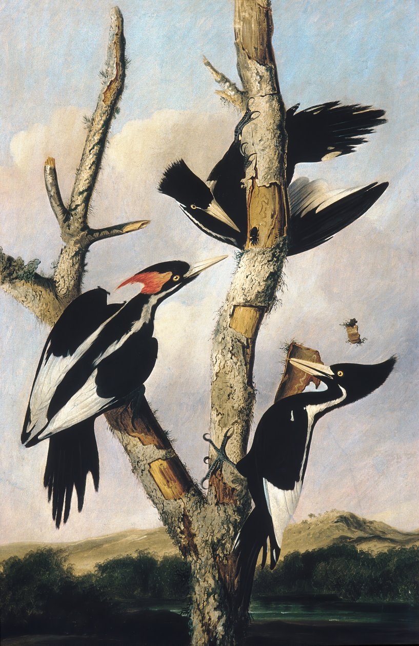 Dzięcioły grubodzioby, ca. 1830-31. autorstwa Joseph Bartholomew Kidd