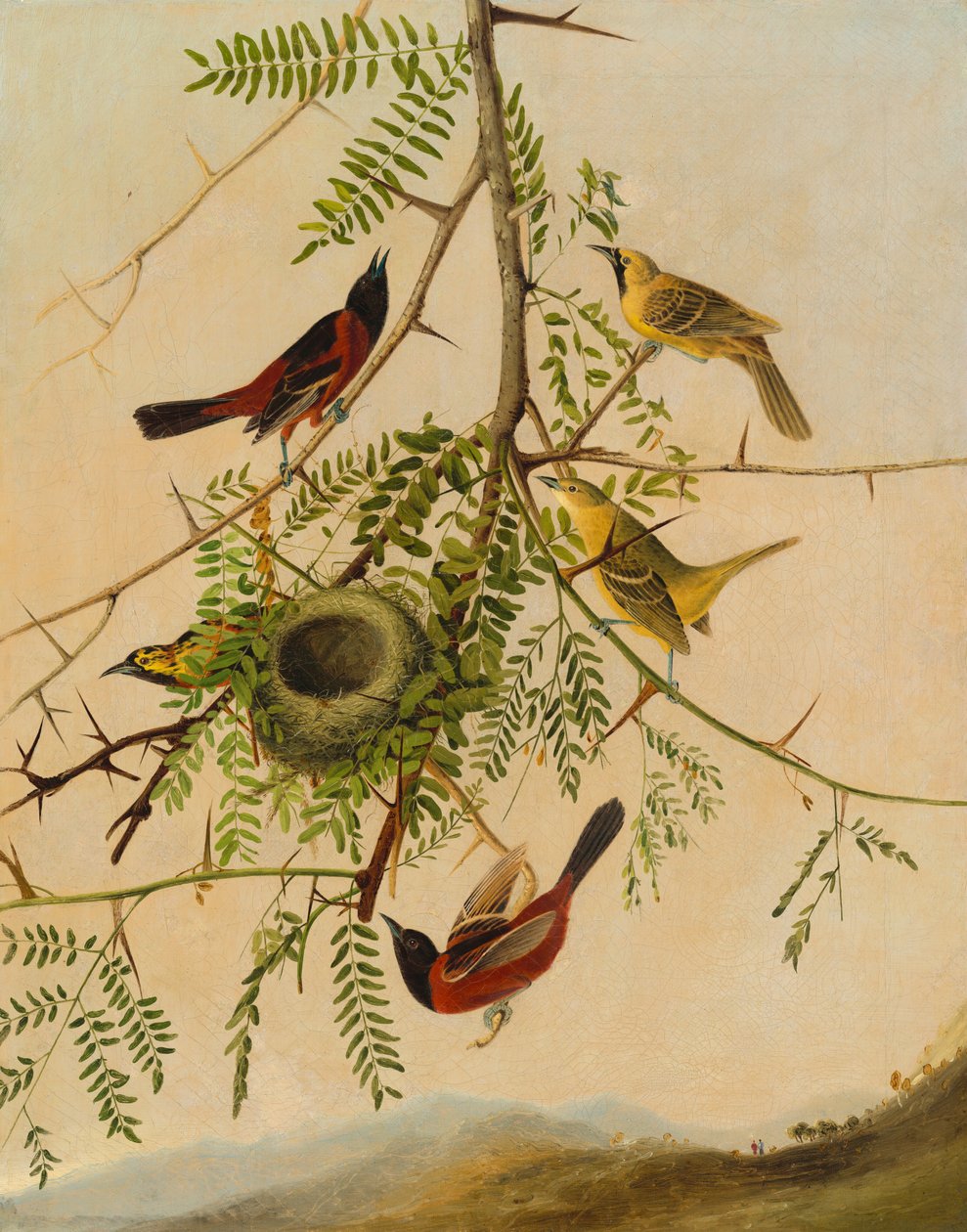 Wilga sadowa, 18301832. autorstwa Joseph Bartholomew Kidd