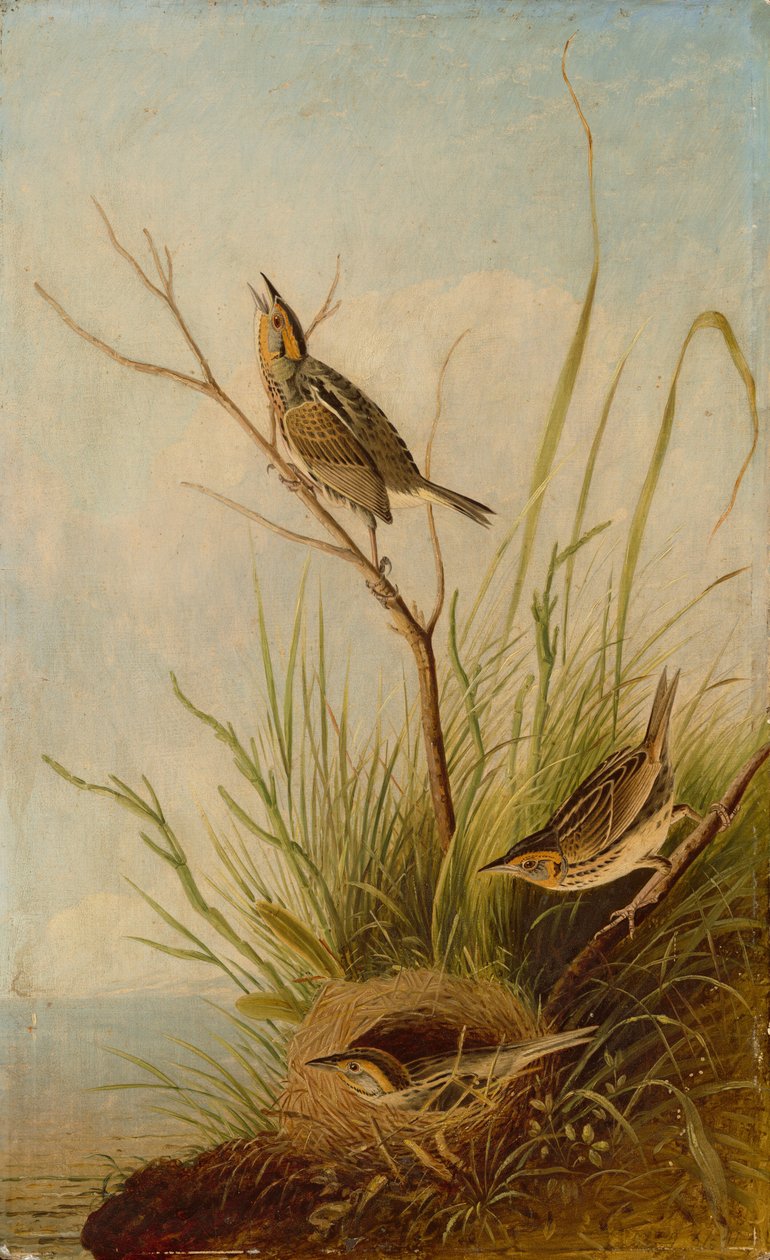 Dziwonia ogoniasta, 18311833. autorstwa Joseph Bartholomew Kidd