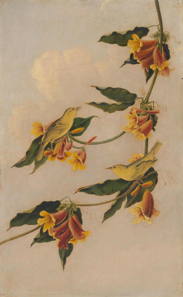 Żółta pokrzewka, 1830-1833. autorstwa Joseph Bartholomew Kidd