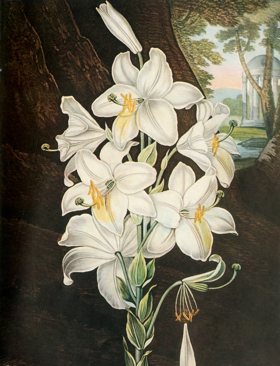 Biała Lilia, ok. 1800, 1948. autorstwa Joseph Constantine Stadler
