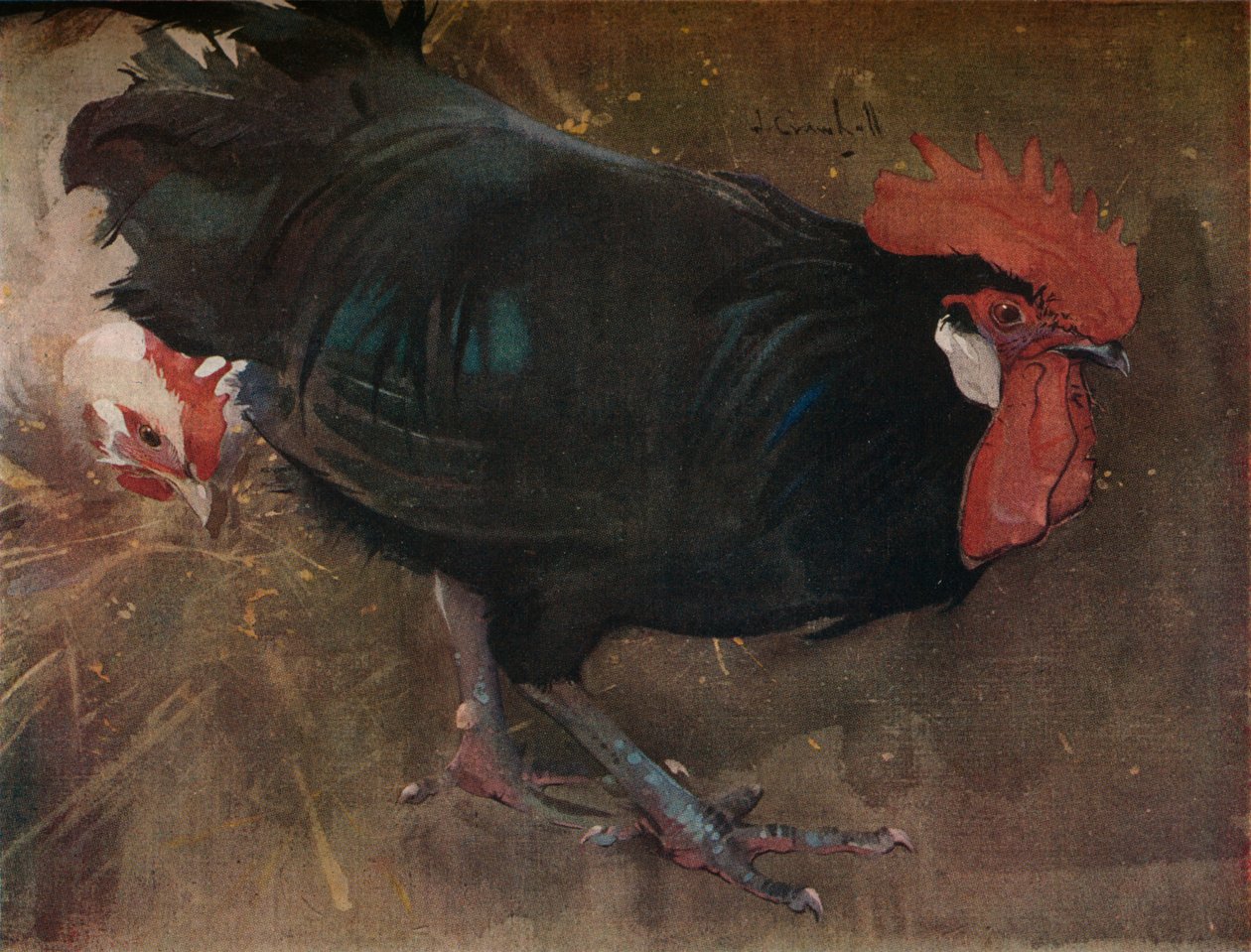 Czarny kogut, c1894 autorstwa Joseph Crawhall